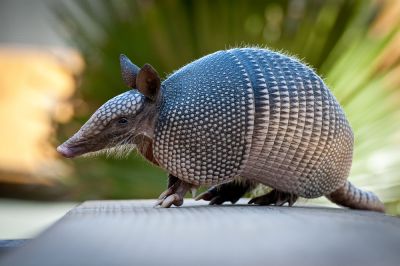Armadillo Control - Wildlife Removal Grays Harbor County, Washington