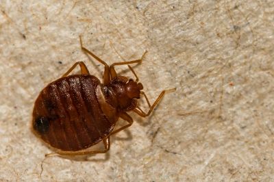 Bed Bug Cryonite Freezing - Bed Bug Removal Russellville, Arkansas