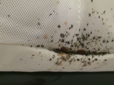 Bed Bug Prevention - Bed Bug Removal Russellville, Arkansas