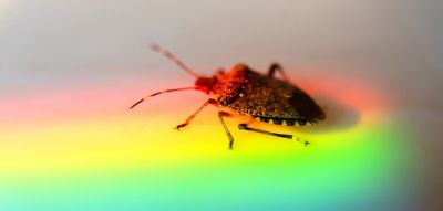 Bed Bug Heat Treatment - Bed Bug Heat Treatment San Jose, California