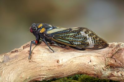 Cicada - Bee And Wasp Control Seneca, South Carolina