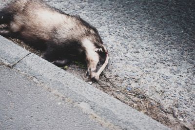 Dead Animal Removal - Wildlife Removal New York County, New York