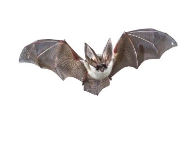 Electronic Bat Control - Wildlife Removal Grays Harbor County, Washington