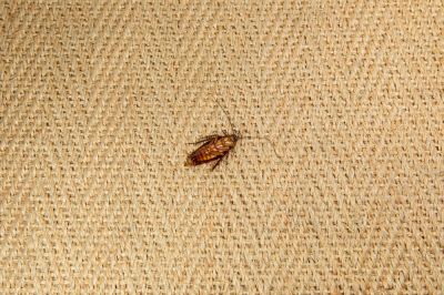 Flea Treatment For Carpet - Flea Control Italy, Texas