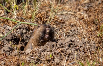 Gopher Control - Wildlife Removal Grays Harbor County, Washington