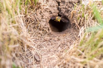 Ground Wasps - Bee And Wasp Control Manteo, North Carolina