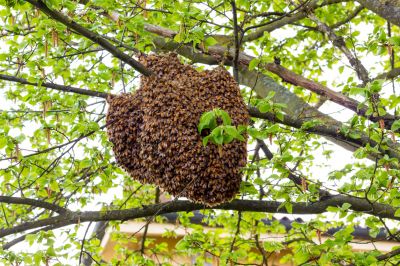 Honey Bee Swarm - Bee And Wasp Control Manteo, North Carolina