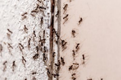 Carpenter Ant Removal - Ant Removal Brentwood, Tennessee