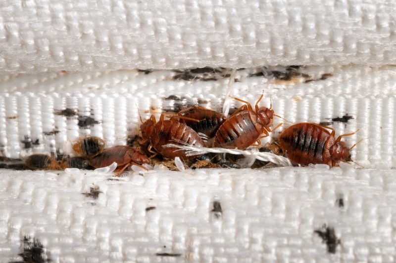 Bed Bug Treatment Service