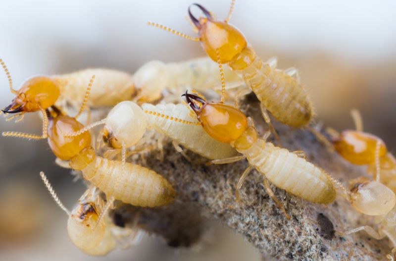 Termite Inspection Service