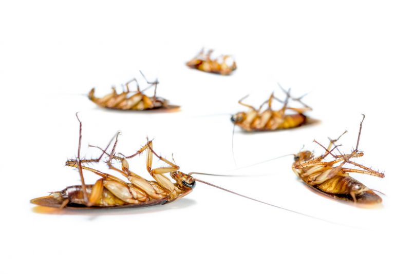 How Roaches Enter Buildings And Spread Quickly