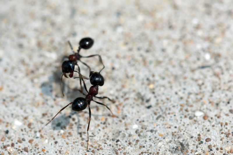 Why Ant Infestations Keep Returning Without Professional Treatment