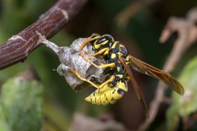 Paper Wasp - Bee And Wasp Control Seneca, South Carolina