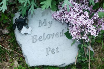 Pet Disposal - Wildlife Removal Grays Harbor County, Washington