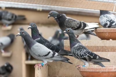 Pigeon Control - Wildlife Removal New York County, New York