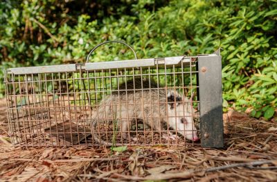 Possum Removal - Wildlife Removal Grays Harbor County, Washington