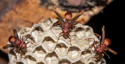 Red Wasp - Bee And Wasp Control Seneca, South Carolina