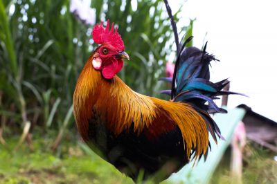 Rooster Removal - Wildlife Removal Grays Harbor County, Washington