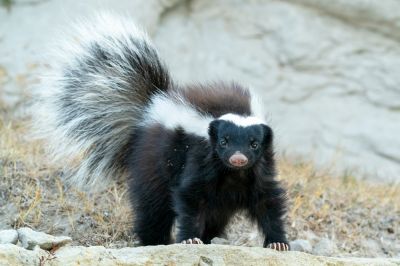 Skunk Removal - Wildlife Removal Grays Harbor County, Washington