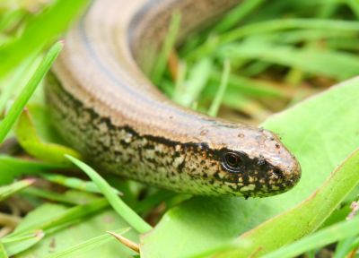 Snake Removal - Wildlife Removal Grays Harbor County, Washington