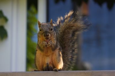 Squirrel Removal - Wildlife Removal Grays Harbor County, Washington