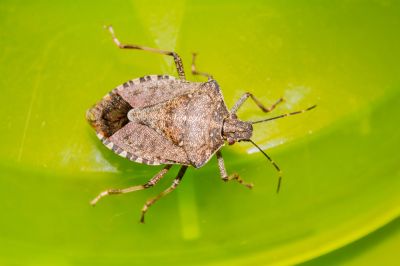 Stinkbug Removal - Ant Removal Brentwood, Tennessee