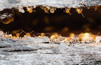 Termite Prevention - Termite Control Lombard, Illinois