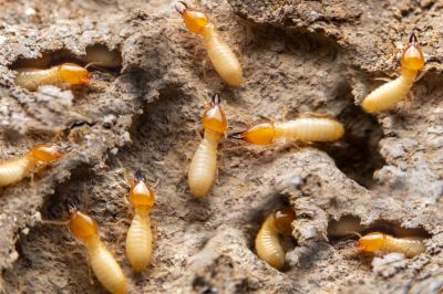 Termite Tenting - Termite Control Lombard, Illinois