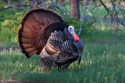 Wild Turkey Control - Wildlife Removal New York County, New York