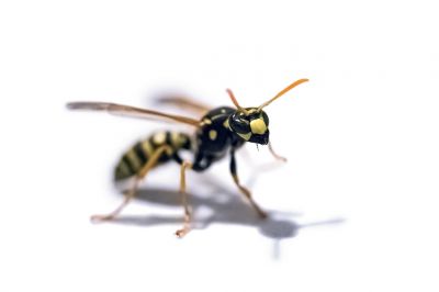 Yellow Jackets - Bee And Wasp Control Seneca, South Carolina